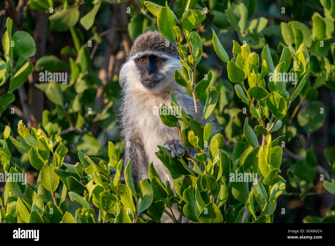 Grivet (Chlorocebus aethiopis) Foto Stock