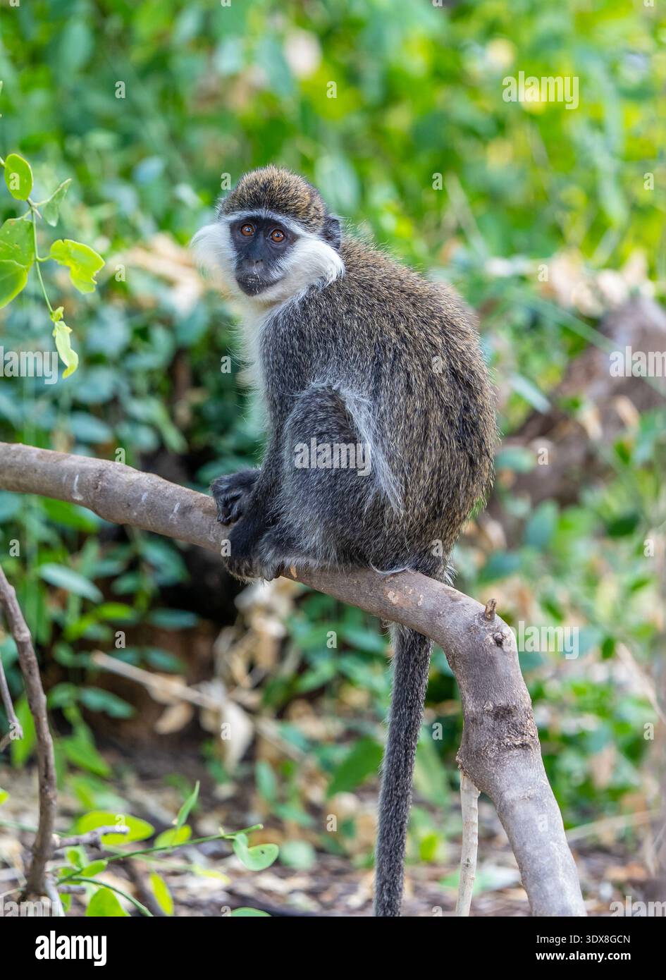 Grivet (Chlorocebus aethiopis) Foto Stock
