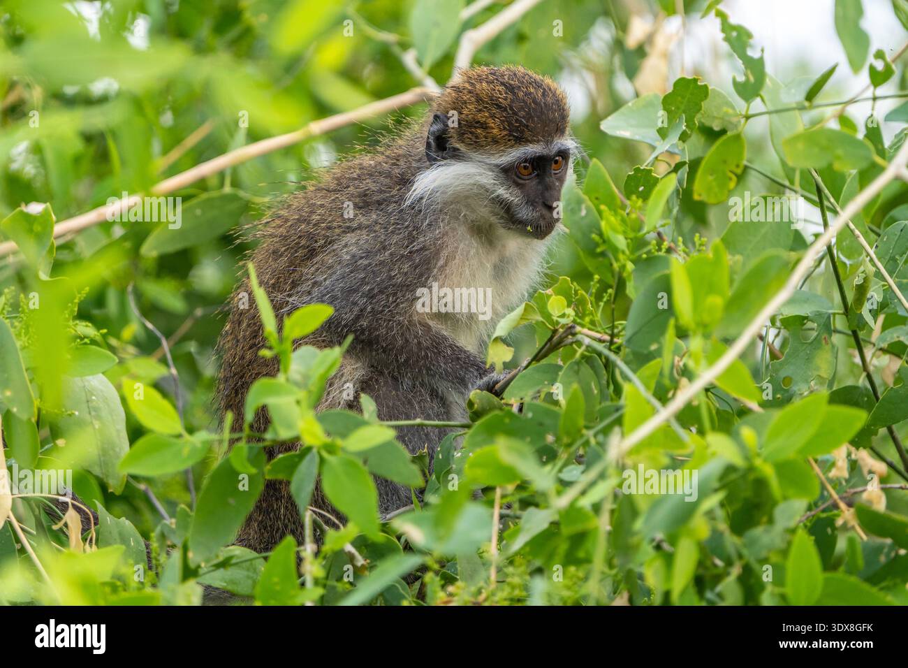 Grivet (Chlorocebus aethiopis) Foto Stock