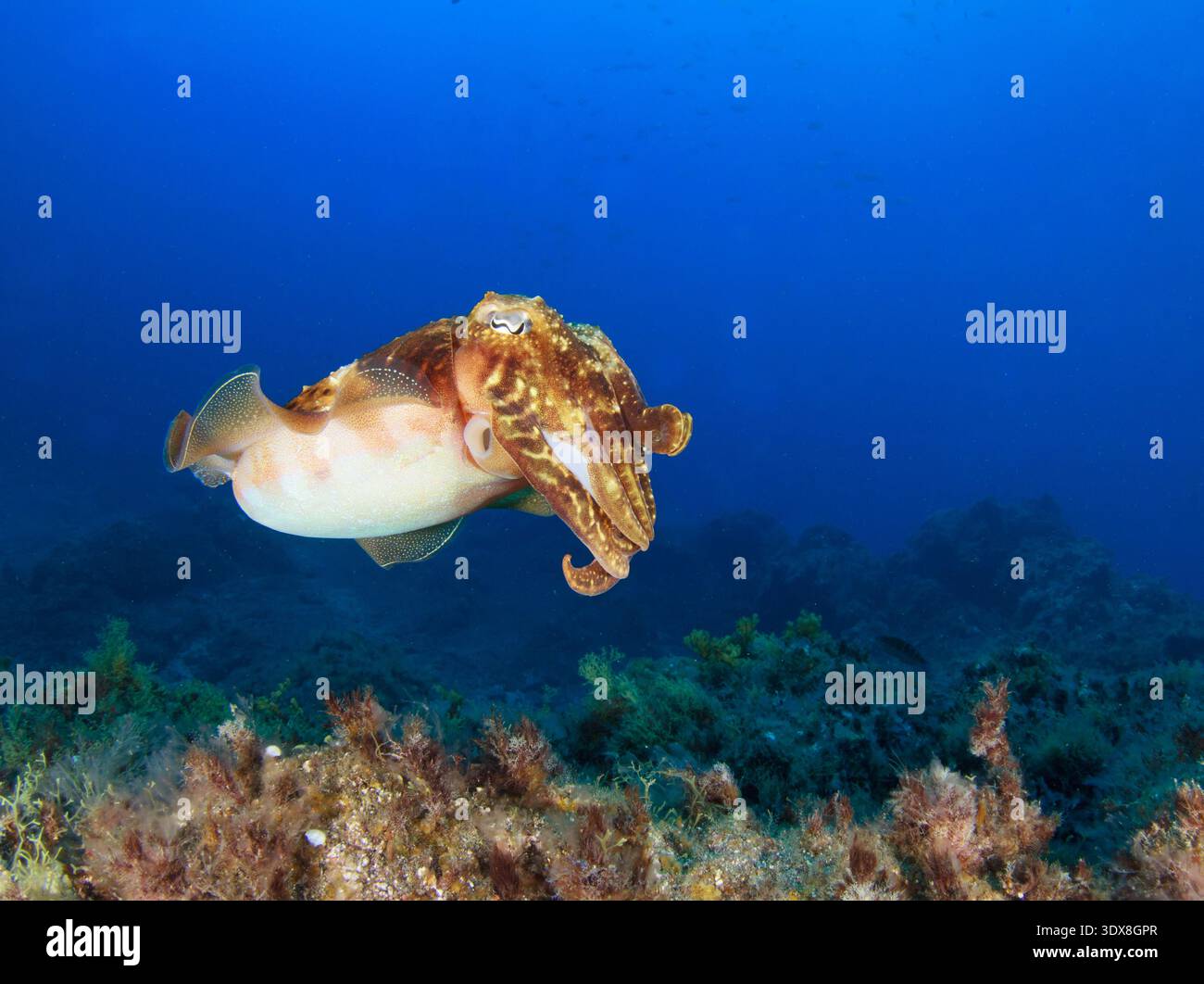 Una seppia si muove attraverso l'acqua sul fondo del mare sopra la barriera corallina oceanica. Foto Stock