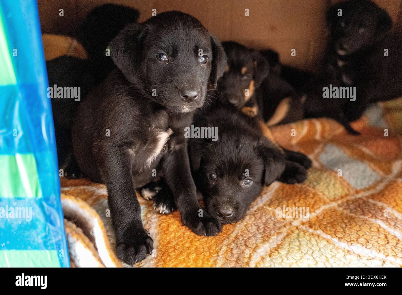 Cuccioli in scatola. Cucciolo nero adotta animale domestico. Animale di adozione. Foto Stock
