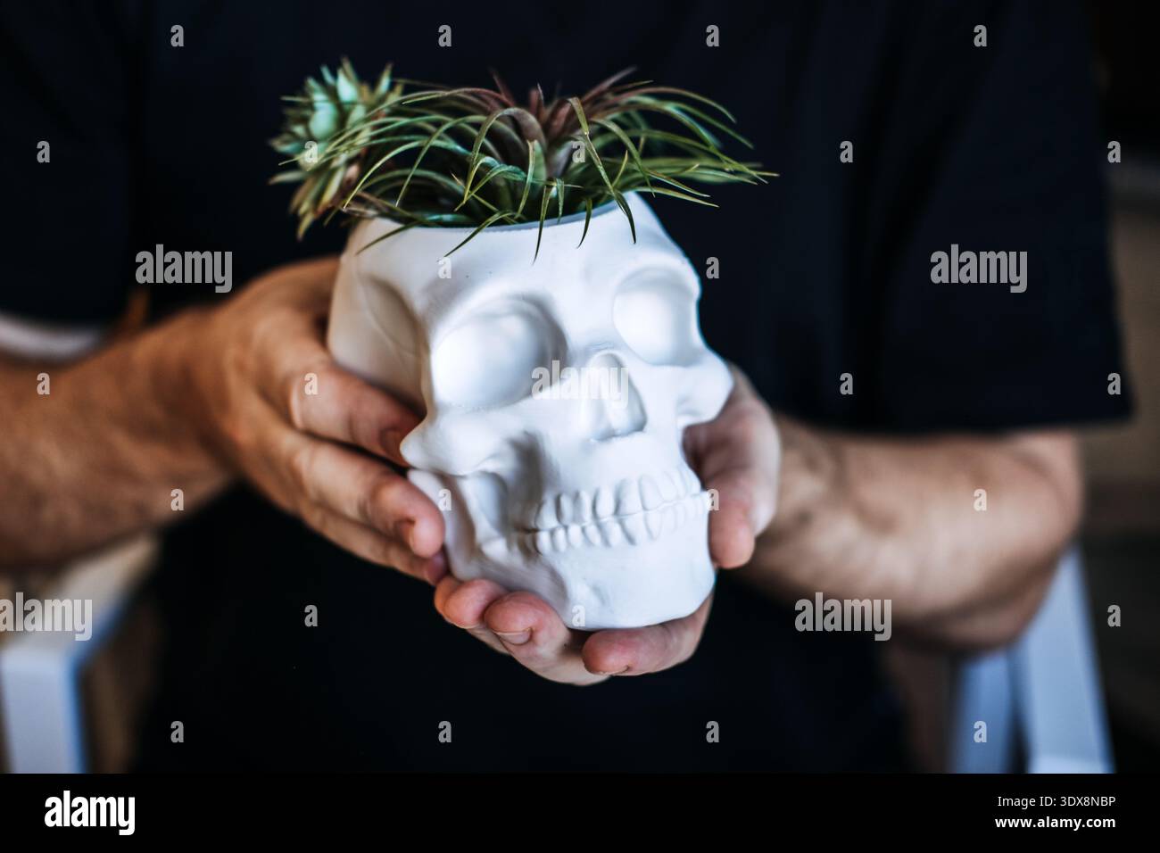 Le mani tengono in mano la piantatrice a cranio bianco contenente verde succulento su sfondo scuro. Regali personalizzati, tendenze di nicchia dei consumatori, oggetti da collezione artigianali Foto Stock