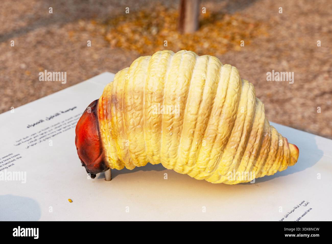 6 dicembre 2025, Abu Dhabi, Emirati Arabi Uniti: Modello larva di weevil palma rossa poggiato su un segno informativo Foto Stock