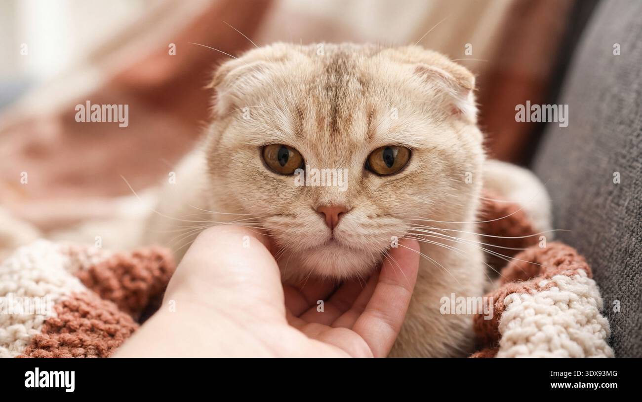 Un emozionante primo piano di un gatto scozzese che si gode un delicato momento di affetto. Foto Stock