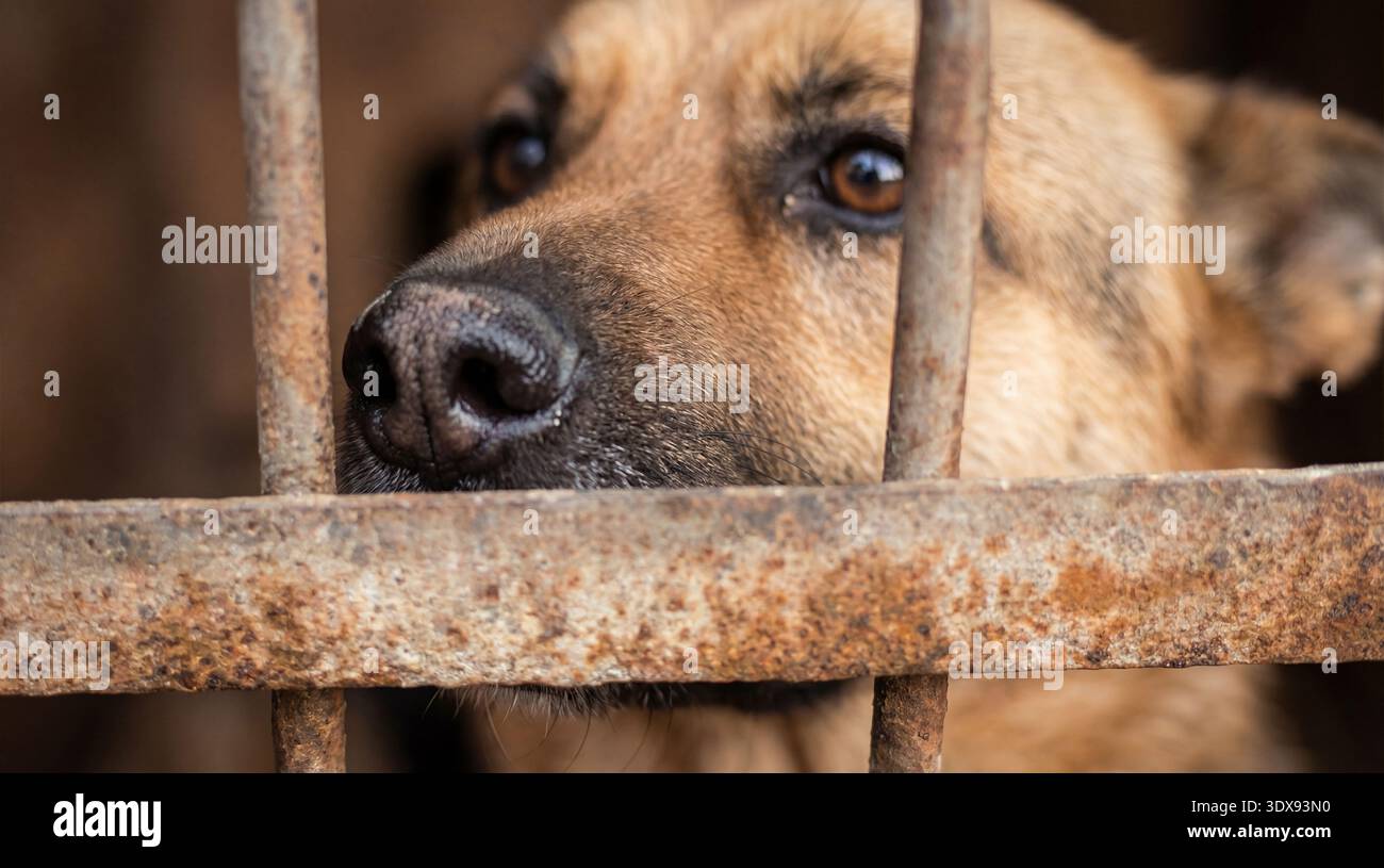 Un cane triste dietro le sbarre arrugginite, occhi pieni di solitudine e desiderio. Foto Stock