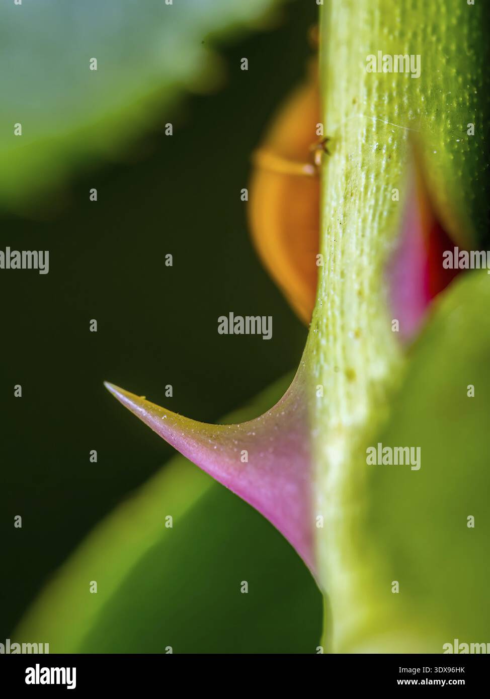 Primo piano di spine di rosa Foto Stock