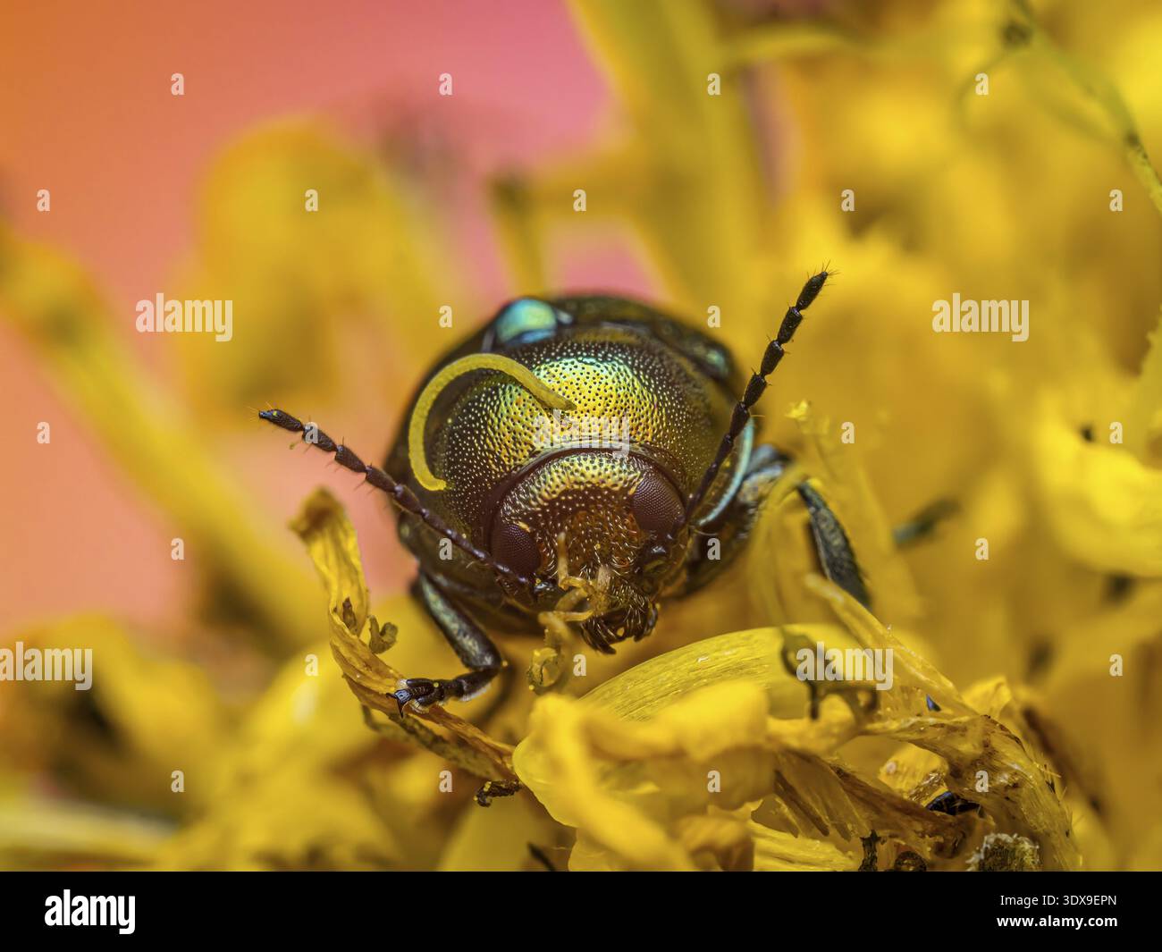Vista macro dettagliata di uno scarabeo in rame Chafer seduto tra petali floreali gialli luminosi Foto Stock