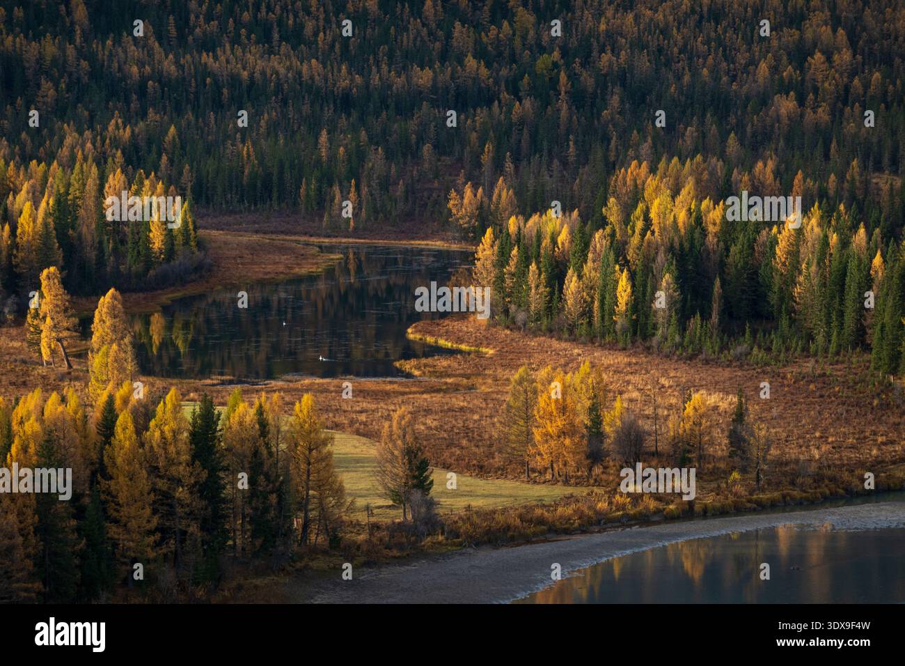 Scena autunnale con foresta dorata, fiume calmo che riflette gli alberi. Atmosfera tranquilla e colorata. Foto Stock