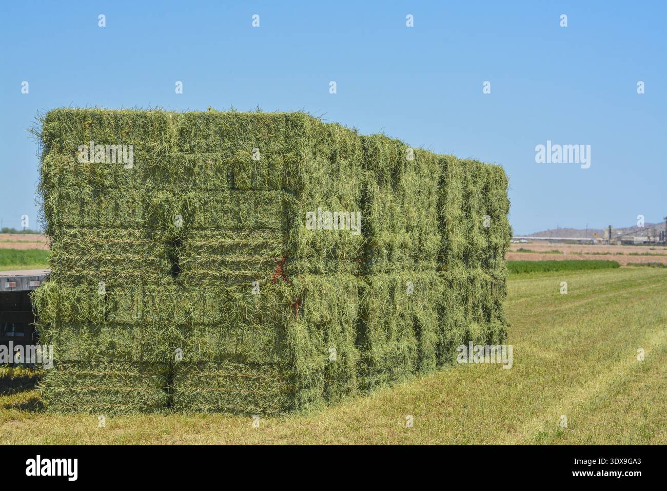 Alfalfa Hay, coltivato, imballato, pronto per essere spedito ai depositi di alimentazione. Goodyear, Maricopa County, Arizona Stati Uniti Foto Stock
