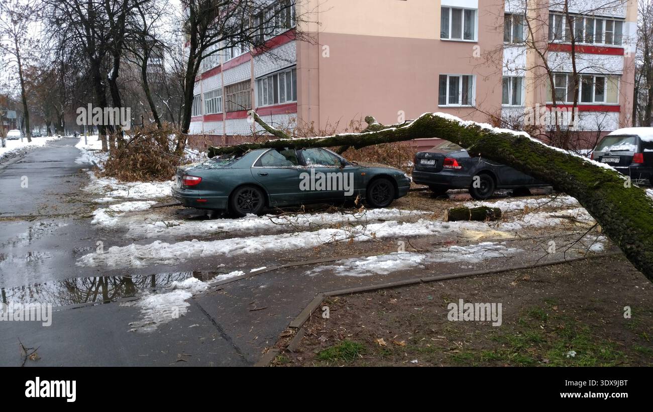 Gli ambienti architettonici. Un albero caduto su un'auto. Foto Stock