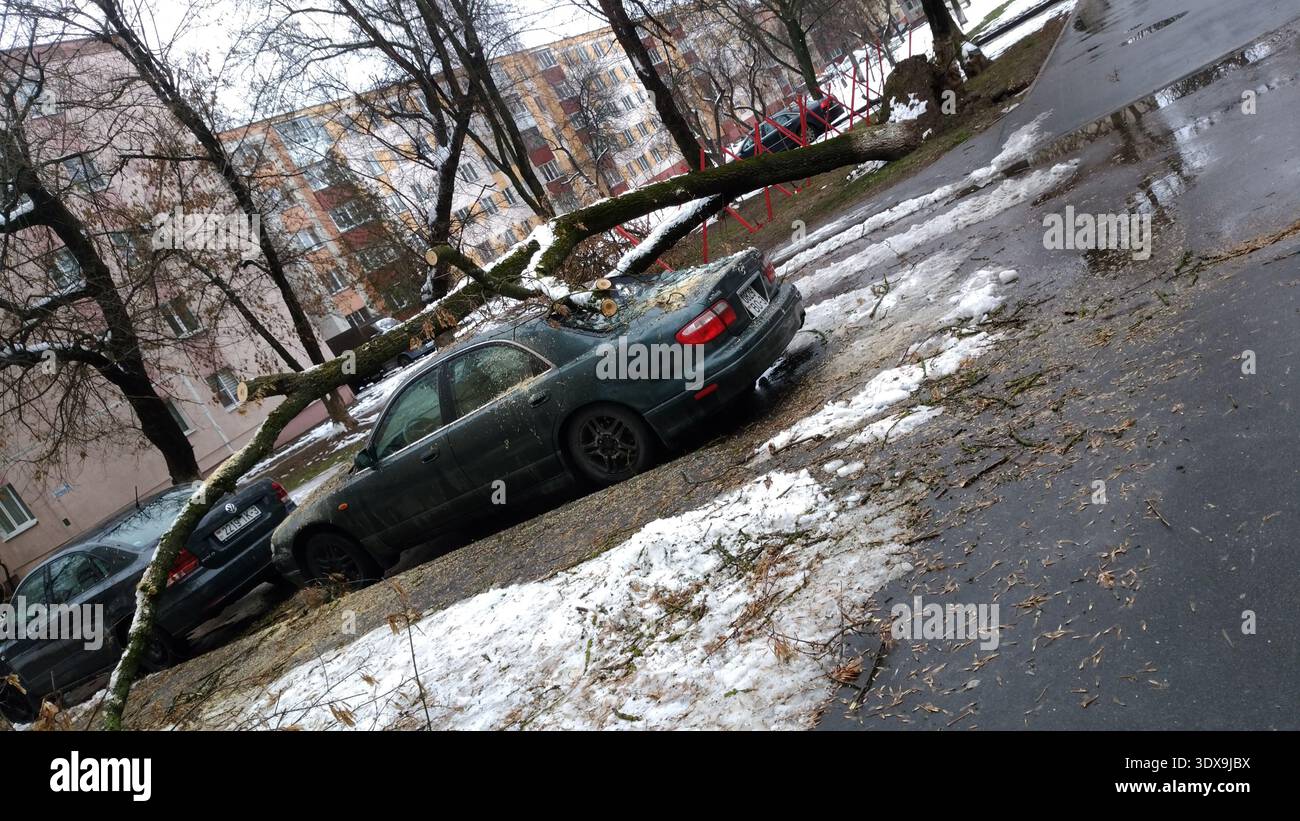 Gli ambienti architettonici. Un albero caduto su un'auto. Foto Stock