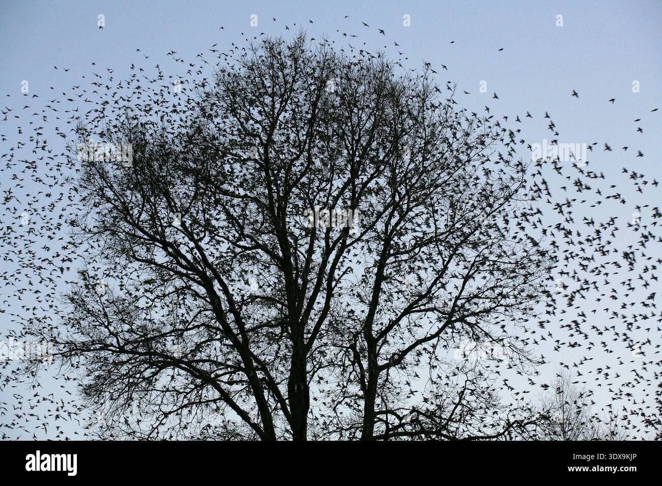 Von Januar bis März 2015 waren Millionen von Bergfinken Wintergäste in Hasel im Südschwarzwald, wo sie regelmäßig ein Waldstück als Schlafplatz bezogen. Ein einzigartiges Schauspiel bot sich den Ornithologen und Fotografen jeden Morgen beim Ausflug d Foto Stock