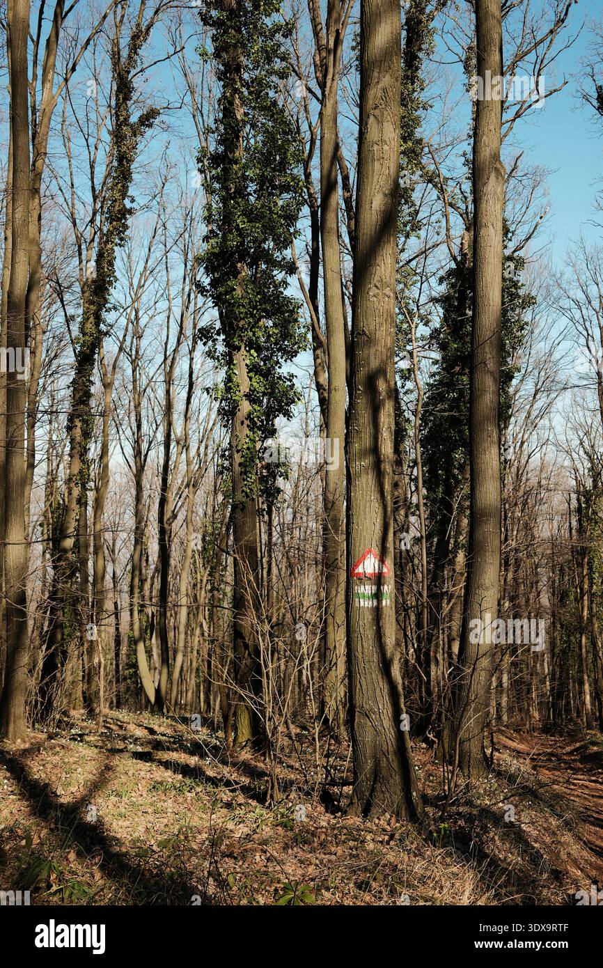 Marcatore di sentiero dipinto su un albero a Fruska Gora, Serbia. La foresta primaverile enfatizza la navigazione, l'ecoturismo e l'avventura all'aria aperta Foto Stock