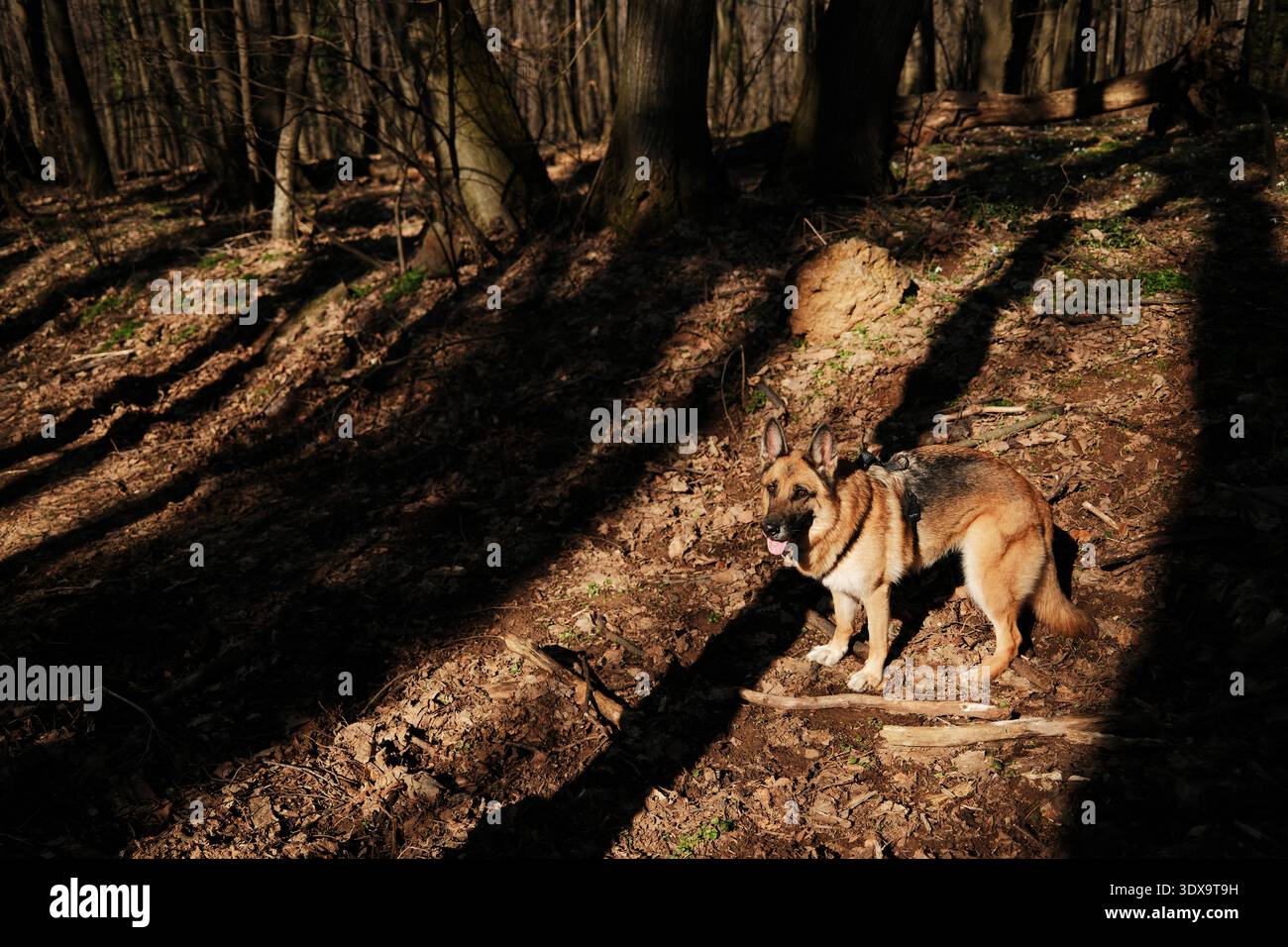 Cane pastore tedesco in piedi sotto la luce del sole soffocata su un terreno forestale a Fruska Gora, Serbia. L'ambientazione dei boschi primaverili cattura forza e allerta Foto Stock