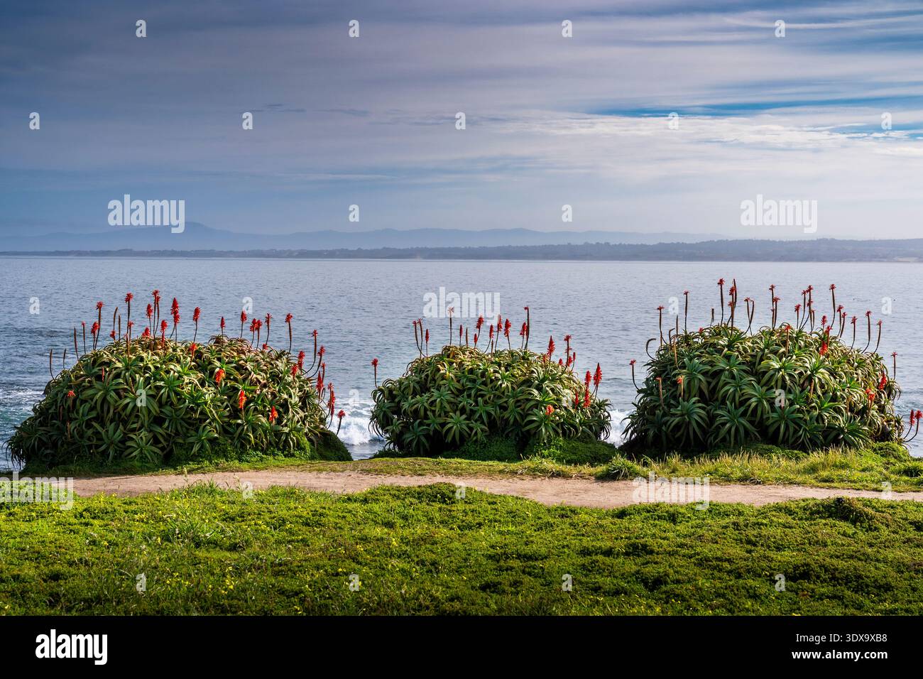 Candelabra Aloe a Pacific Grove, California Foto Stock