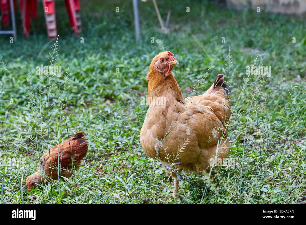 Due polli che si nutrono di erba verde Foto Stock