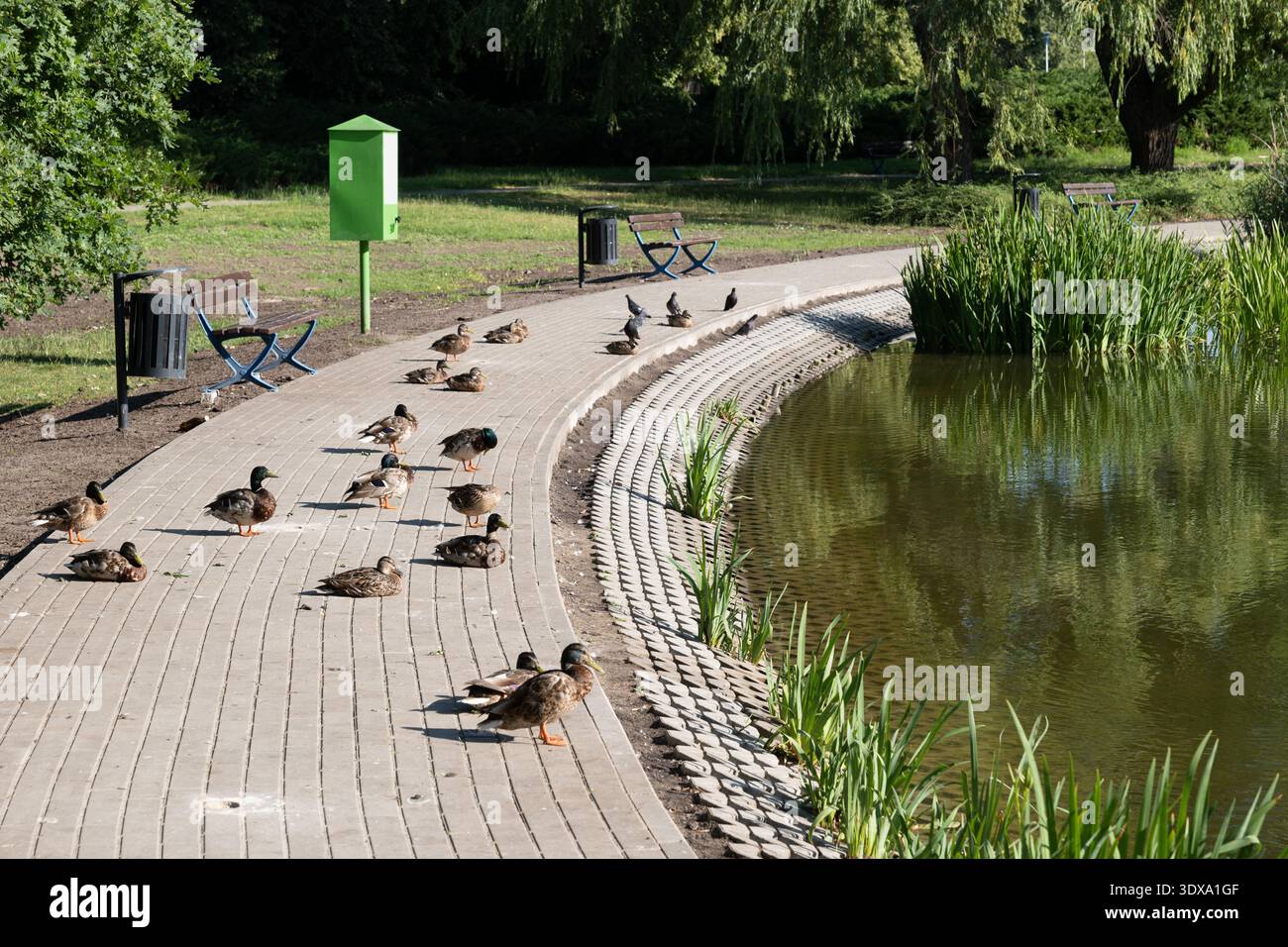 Un gruppo di anatre domestiche si rilassa su un marciapiede nel parco cittadino nella giornata di sole. Foto Stock