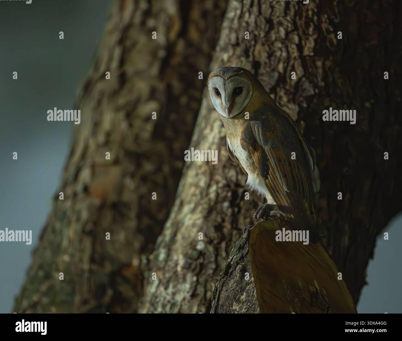 Barn Owl è stato catturato a mezzanotte durante il programma Owl Day organizzato dal Field Ornithology Group dello Sri Lanka, Colombo University. Foto Stock