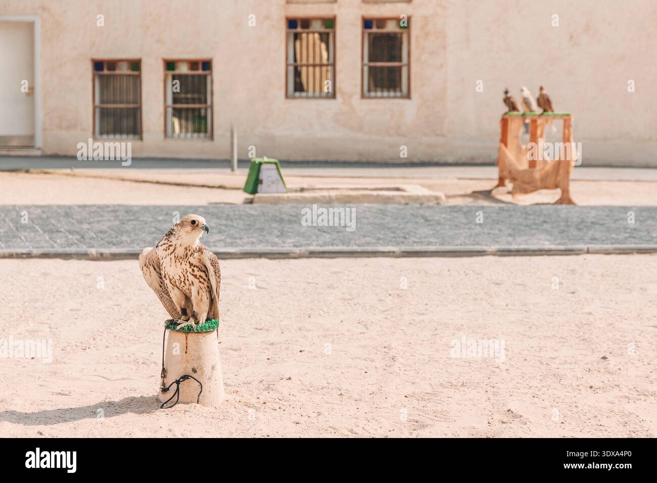 Falcon seduto su un apice, che mostra lo sport tradizionale della falconeria Foto Stock