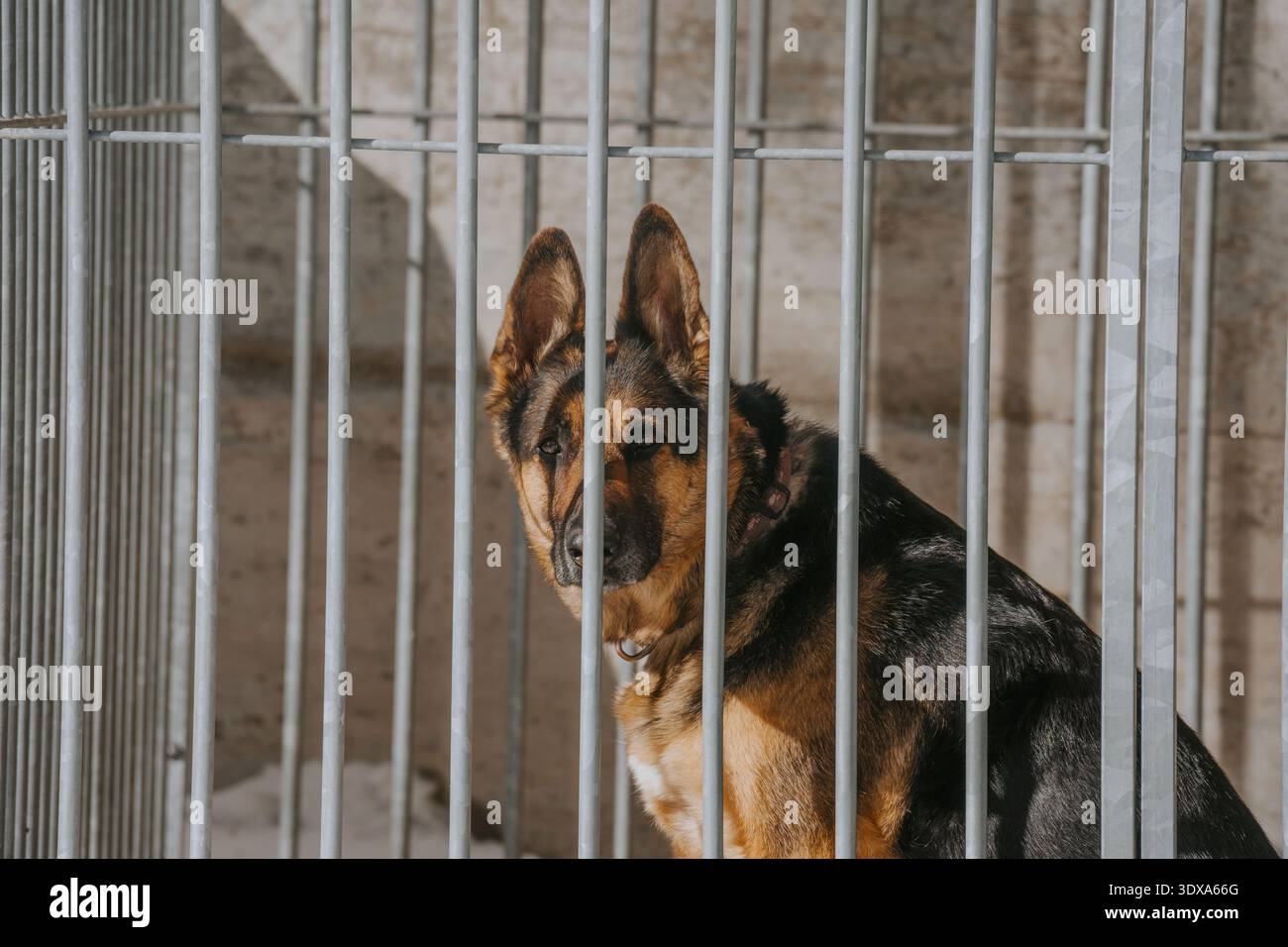 Cane pastore tedesco seduto in una gabbia guardando attraverso barre di metallo Foto Stock