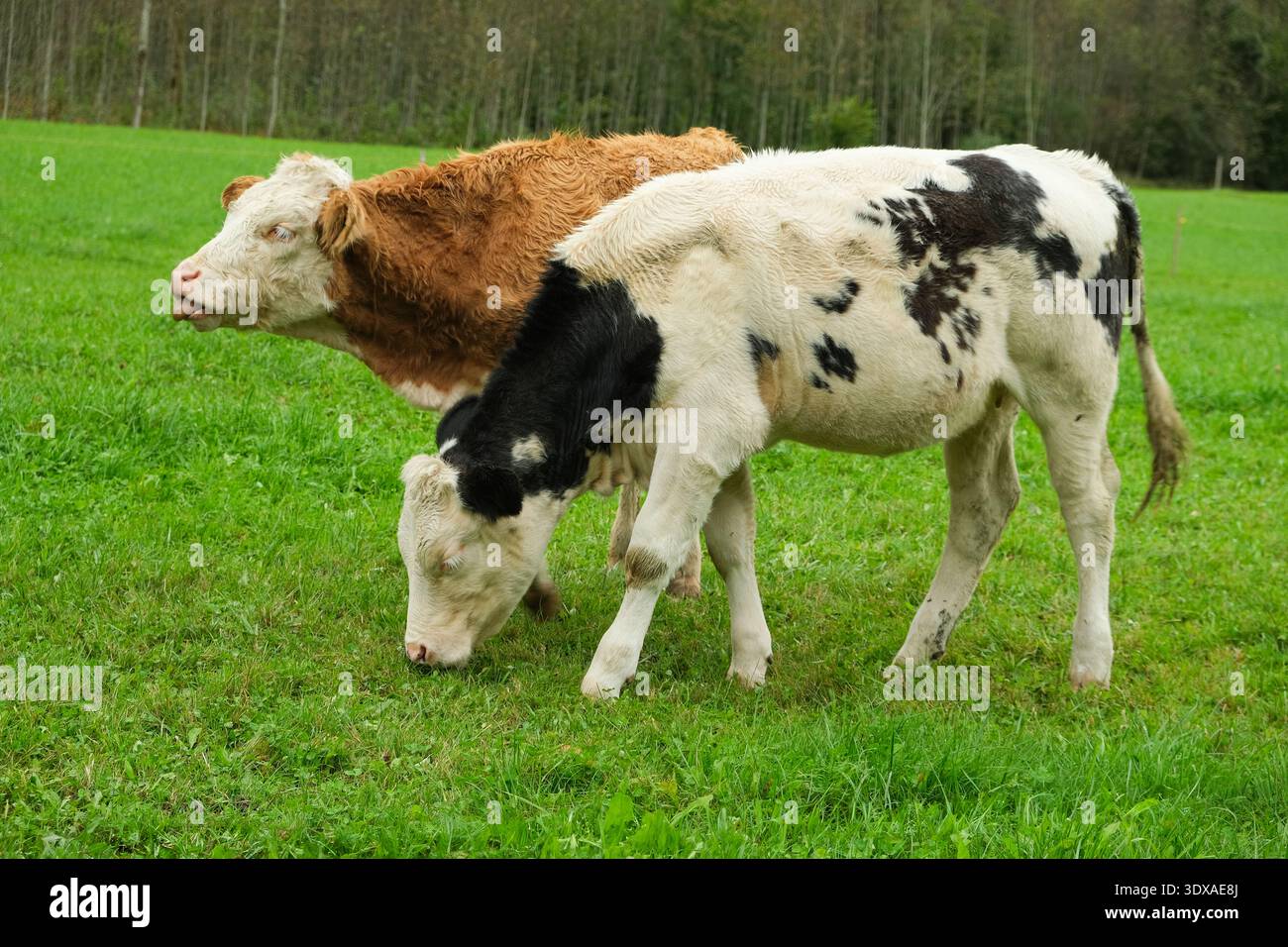 Vitelli castani e bianchi che pascolano in un paesaggio idilliaco della campagna Foto Stock