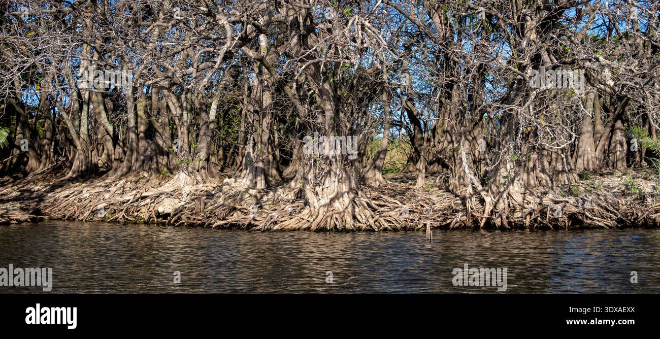 Le paludi di mangrovie rosse formano un importante habitat di acqua salata nel Parco Nazionale delle Everglades in Florida, Florida, Stati Uniti Foto Stock
