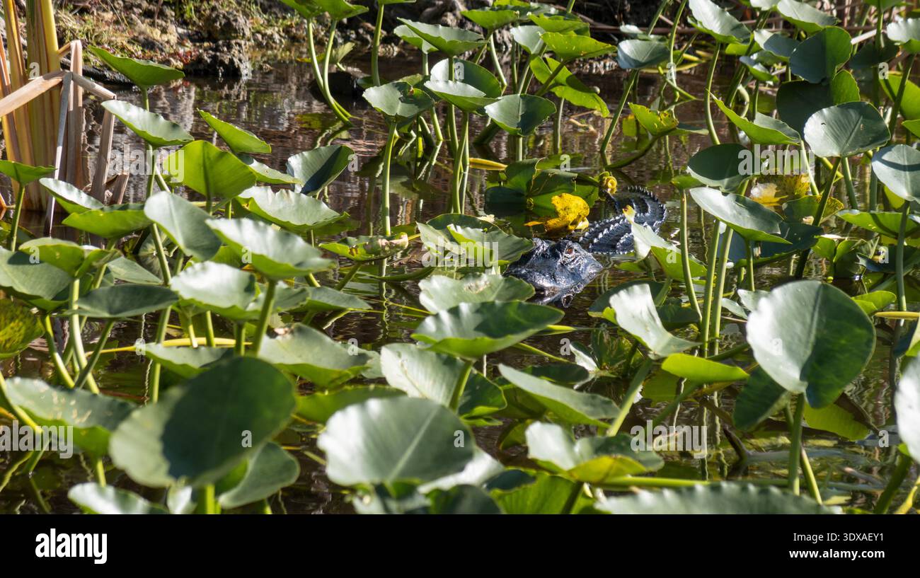 Alligatore nascosto nel lillies Everglades National Park, Miami, Florida, Stati Uniti Foto Stock