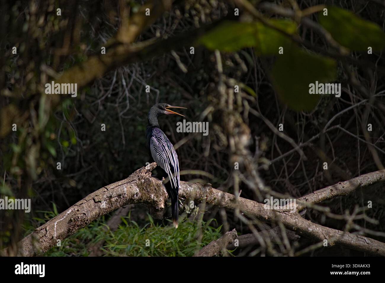Un uccello acquatico dal collo lungo, noto come anhinga (Anhinga anhinga), arroccato su un tronco caduto in mezzo alla fitta vegetazione sulla riva del fiume. Foto Stock