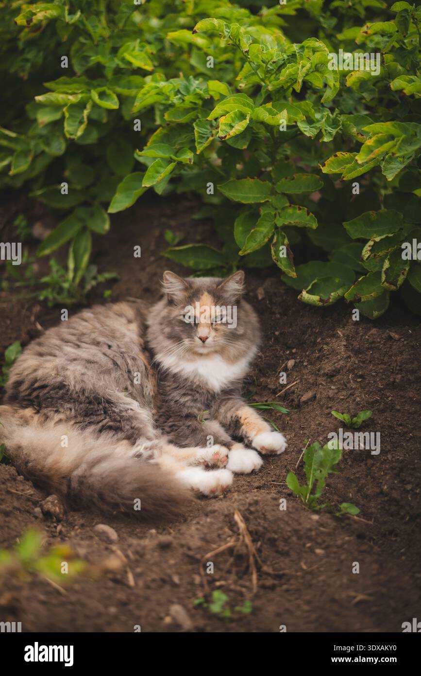 Gatto siberiano seduto sullo sporco vicino alle piante Foto Stock