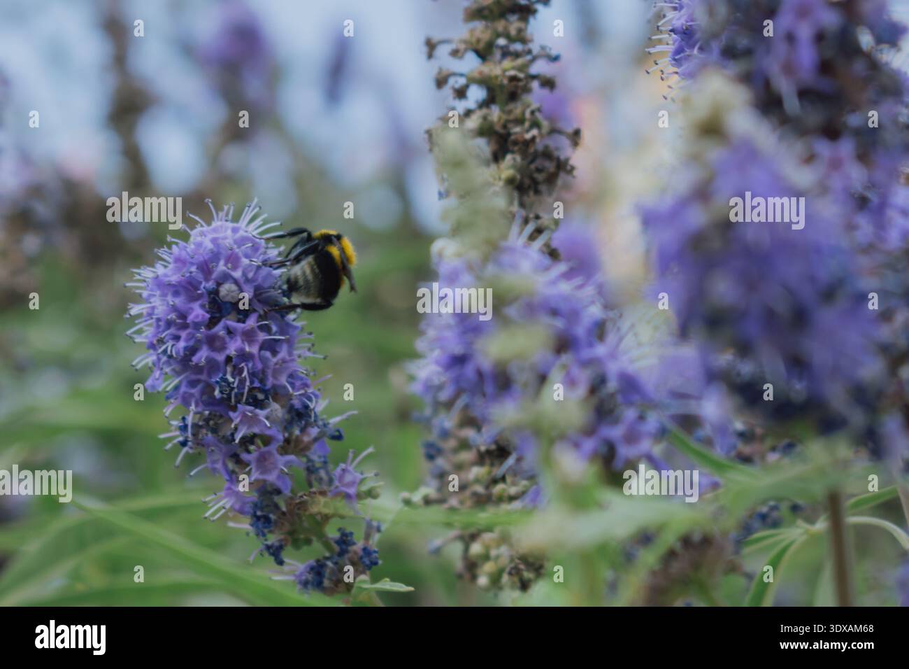 Fuzzy Bumblebee che raccoglie il nettare dai fiori viola di lavanda Vitex agnus-castus Foto Stock