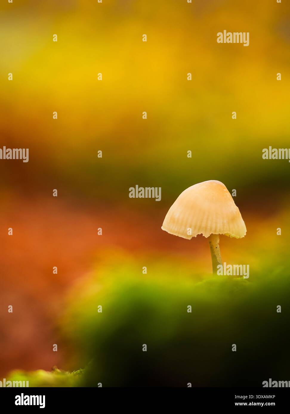 Close-up di funghicoltura in foresta Foto Stock