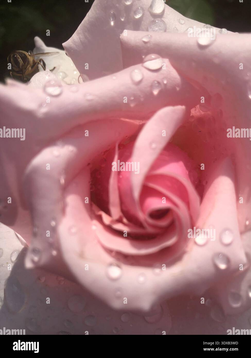 Una Rose e un Bee Foto Stock