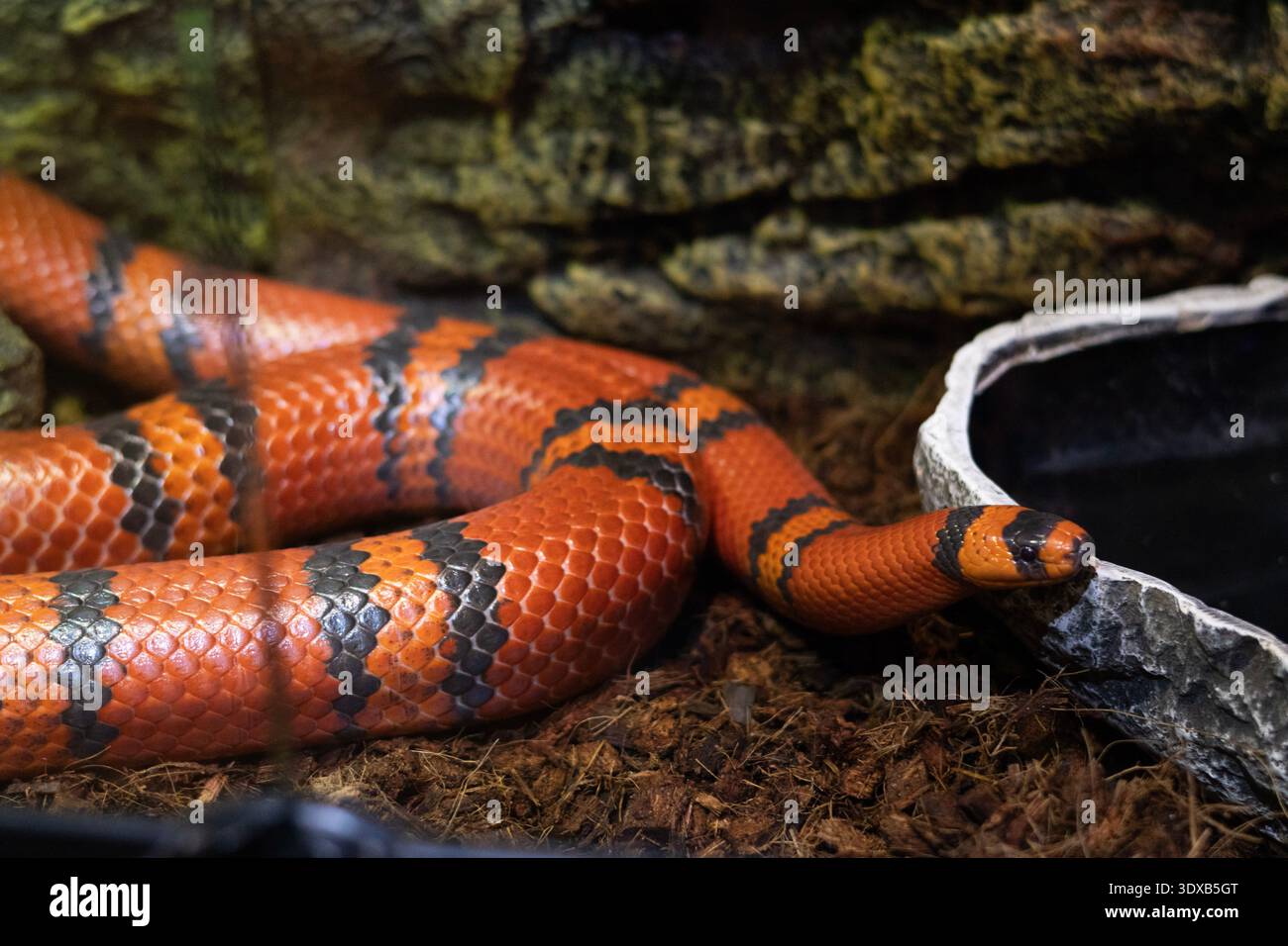 Primo piano di un serpente a bande rosse e nere che riposa nell'habitat del terrario. Scala dettagliatamente la trama e il concetto di fauna selvatica dei rettili Foto Stock