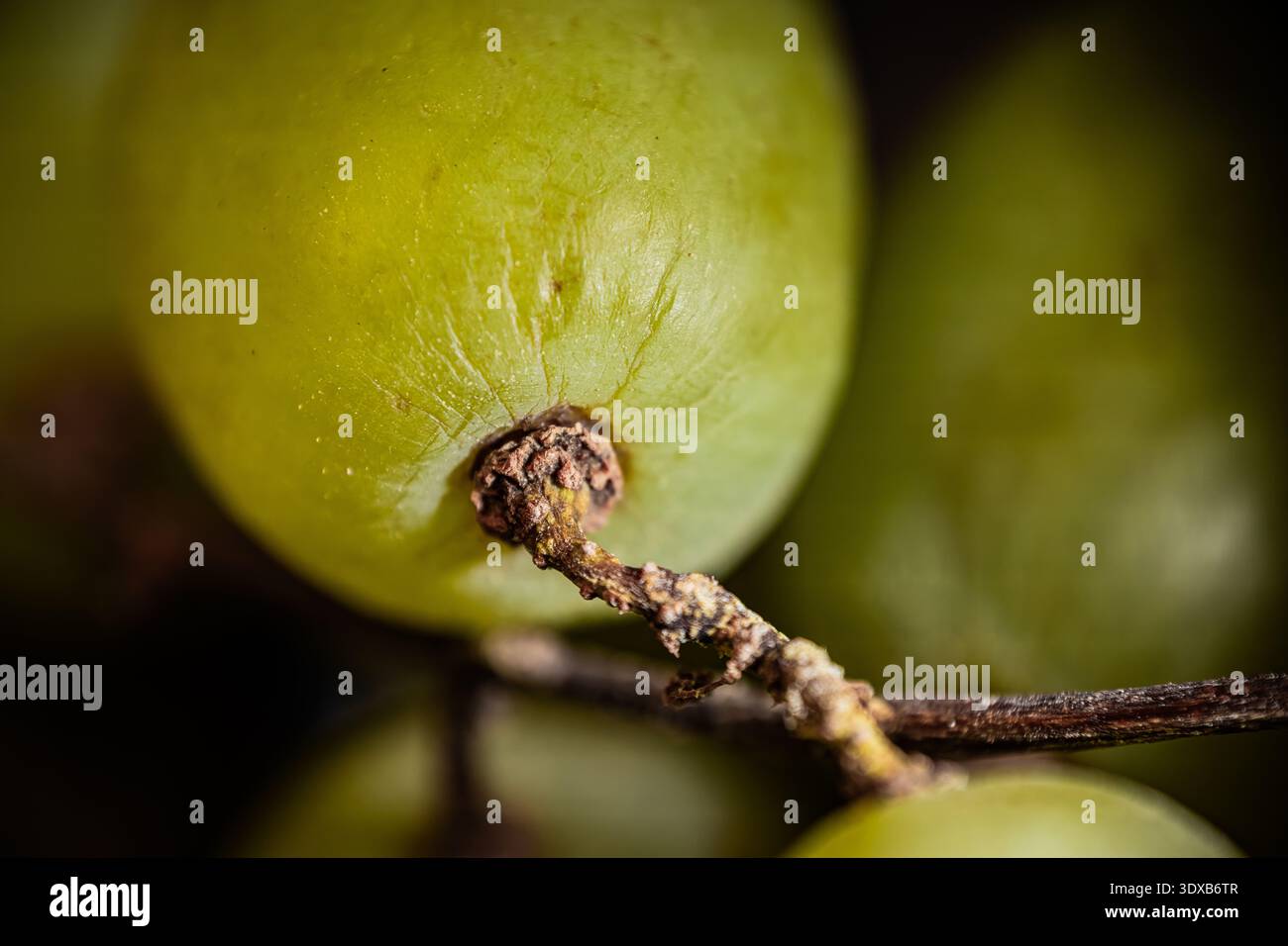 Macina estrema di uva verde su vite che mostra dettagli del gambo e consistenza liscia, sfondo alimentare naturale Foto Stock