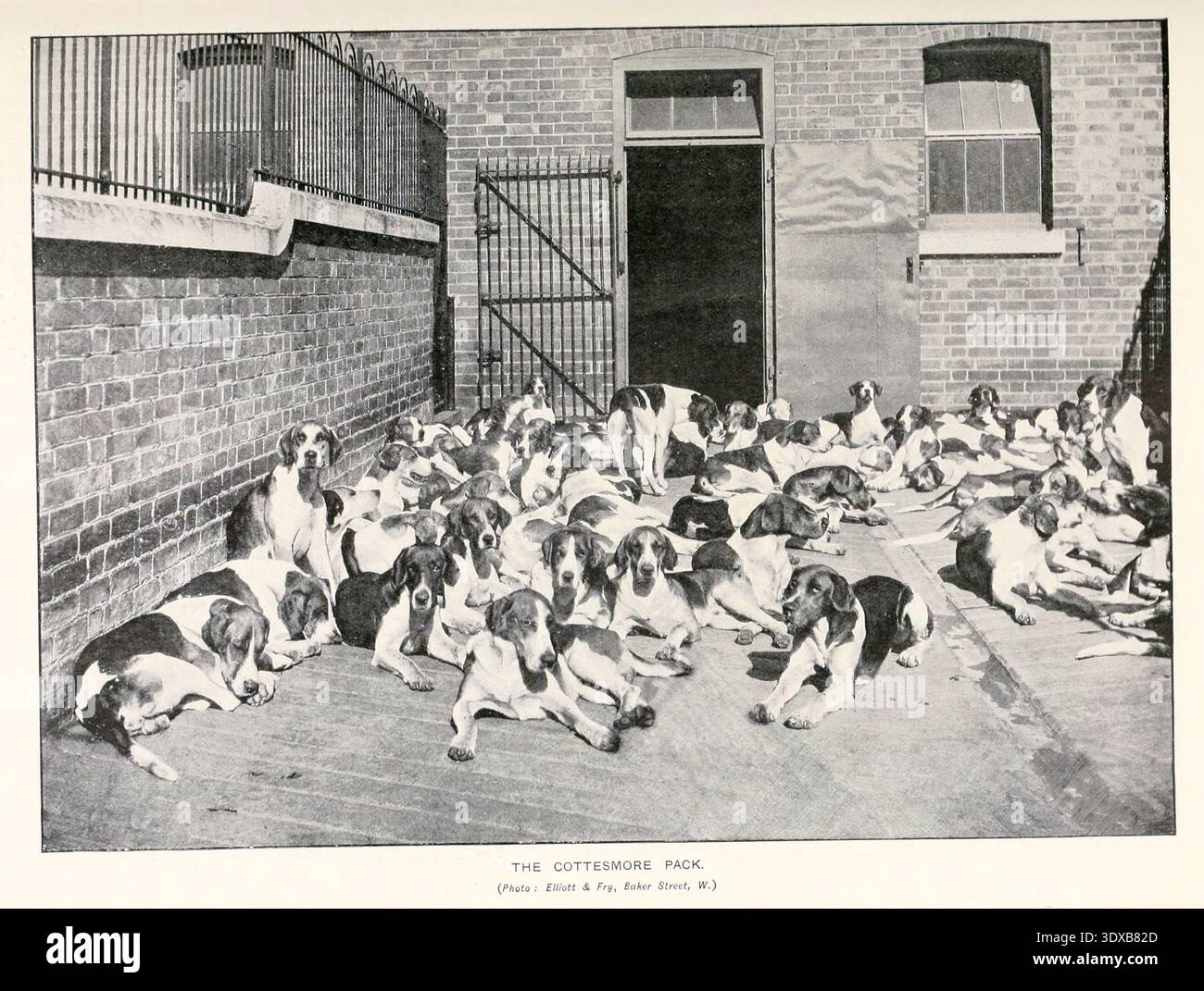 Grande gruppo di cacciatori appartenenti al gruppo Cottesmore che riposa su un terreno di cemento accanto a un edificio in mattoni e a un cancello di ferro, creando una scena di storica cultura della caccia alla volpe dagli sport del mondo, con illustrazioni da disegni e fotografie di Aflalo, Frederick G. (Frederick George), 1870-1918 data di pubblicazione 1905 Foto Stock