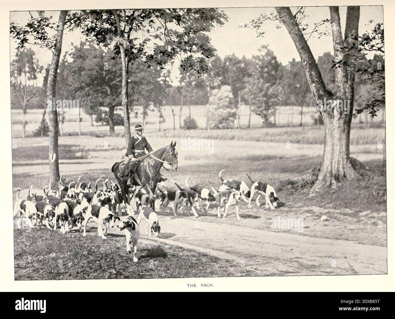 Huntsman a cavallo che conduce un grande branco di caccia lungo una strada di campagna, muovendosi attraverso un campo con alberi sparsi in una classica scena sportiva storica dagli sport del mondo, con illustrazioni da disegni e fotografie di Aflalo, Frederick G. (Frederick George), 1870-1918 data di pubblicazione 1905 Foto Stock