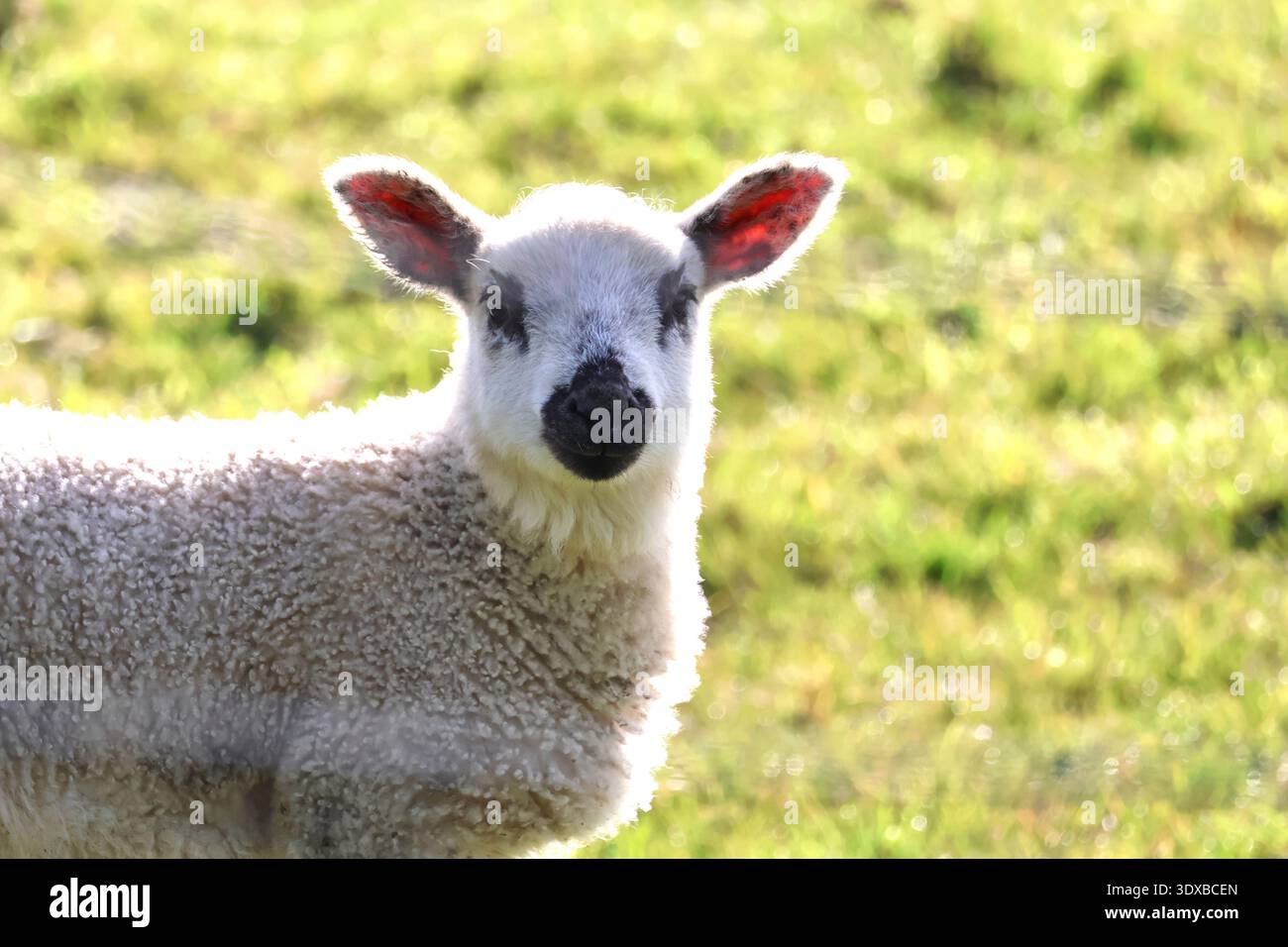 Scena di primavera di agnello bambino immagine ravvicinata del viso carino e soffice Foto Stock