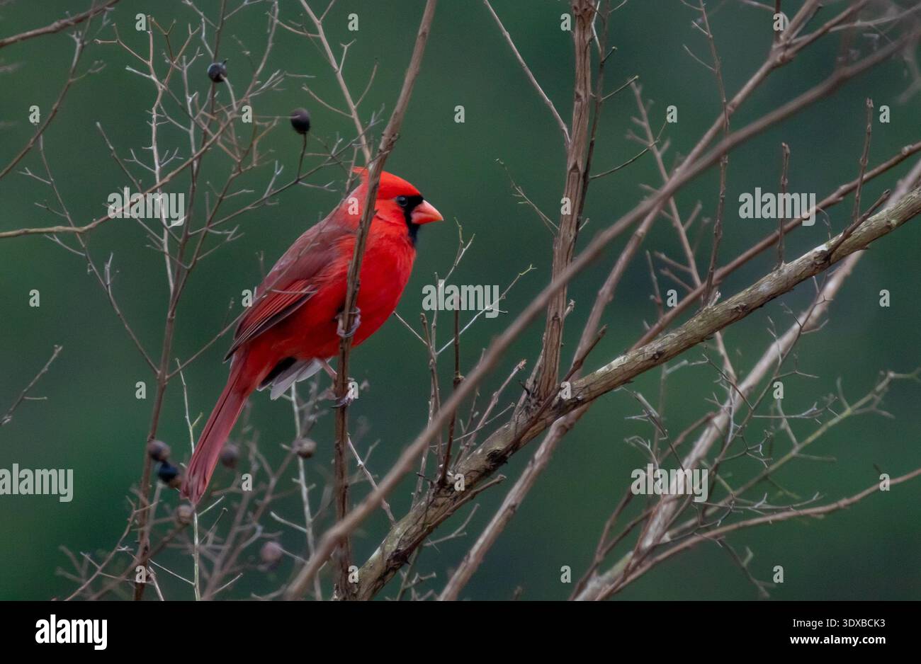 Cardinale maschio rosso seduto su un albero Foto Stock