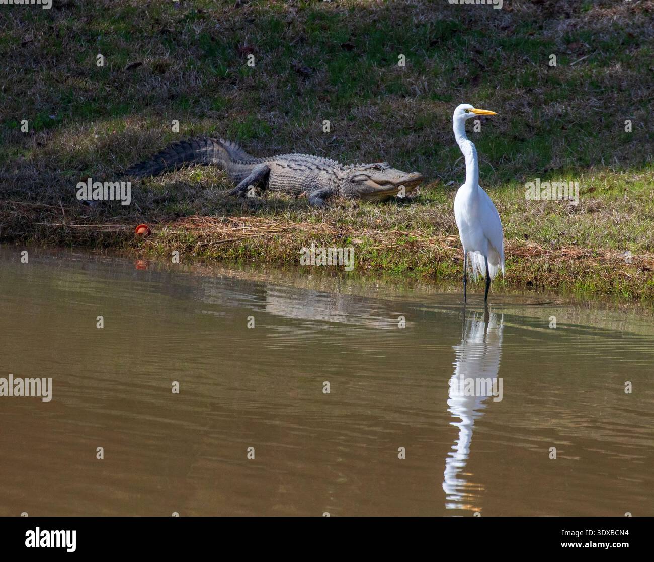 Un'egretta bianca e un alligatore che si guardano l'un l'altro in una palude Foto Stock
