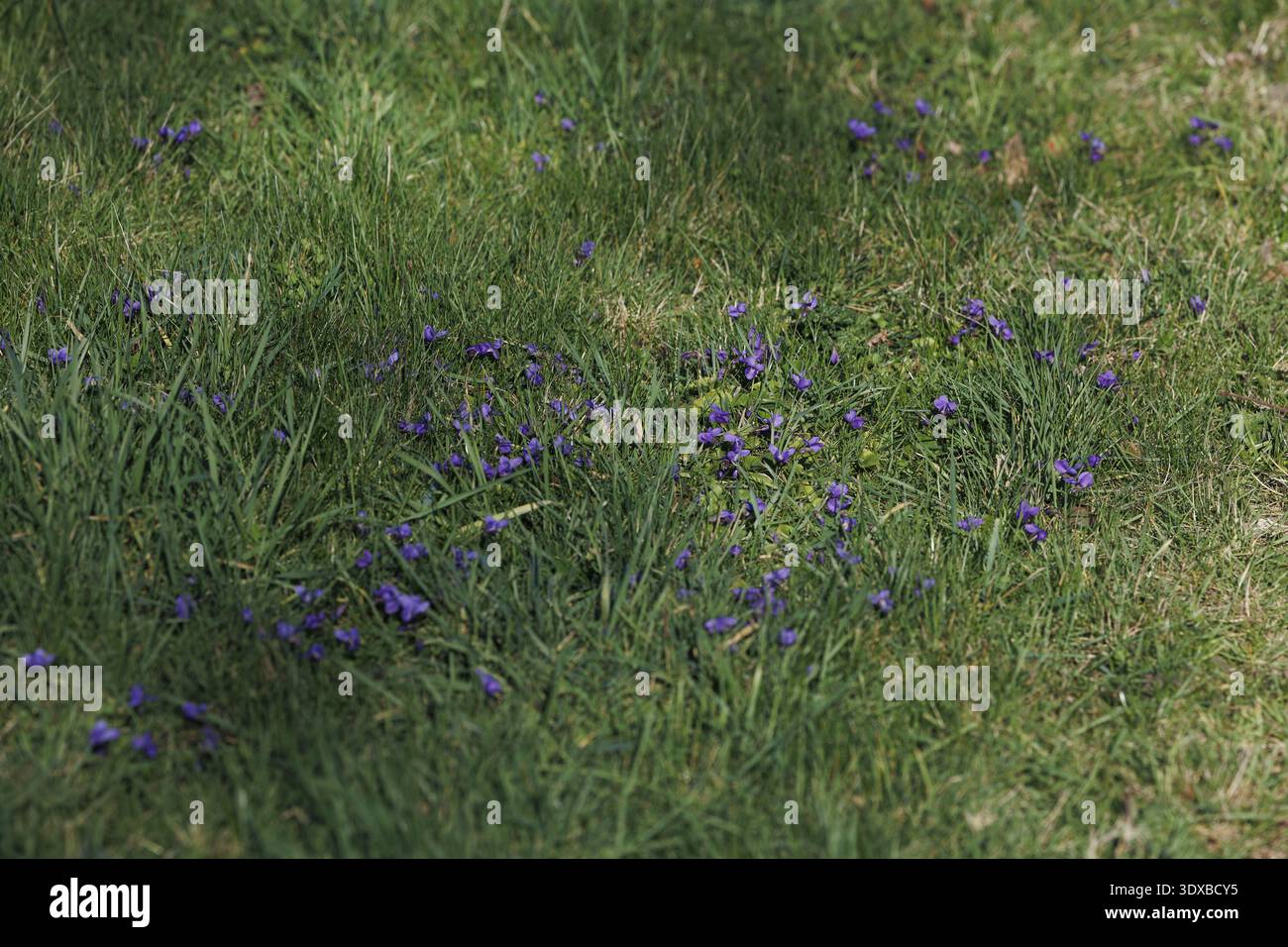 Lierde, Belgio. 2 marzo 2026. Primo piano su maarts viooltje - March Violets - Violettes odorantes in un giardino a Lierde, Belgio, lunedì 2 marzo 2026. Le temperature sono alte per la stagione, la primavera sta arrivando. BELGA FOTO NICOLAS MAETERLINCK credito: Belga News Agency/Alamy Live News Foto Stock