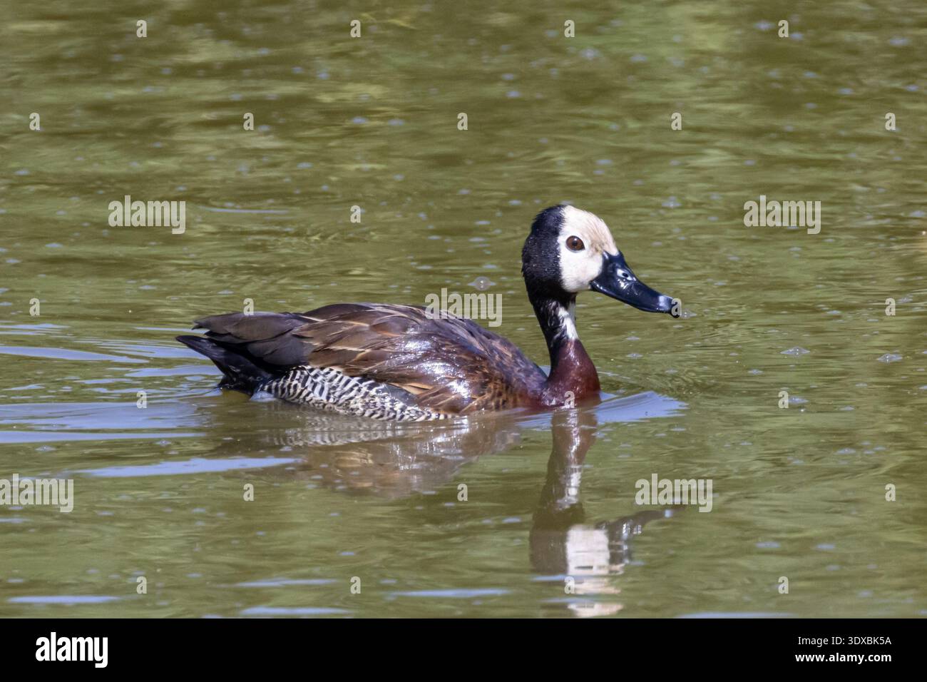 Anatra fischiante dalla faccia bianca, Dendrocygna viduata, Parco Nazionale del Lago Nakuru, Kenya, Africa Foto Stock