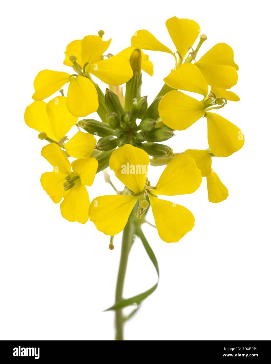 Fiori gialli isolati su sfondo bianco Foto Stock