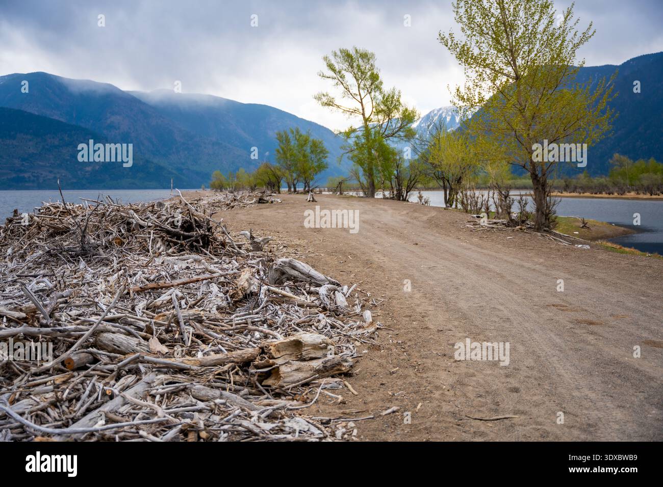 Rami e bastoni lavati dalla tempesta sulla riva del lago Teletskoye ad Altai Russia detriti naturali per legna da ardere e purificazione dell'acqua Foto Stock
