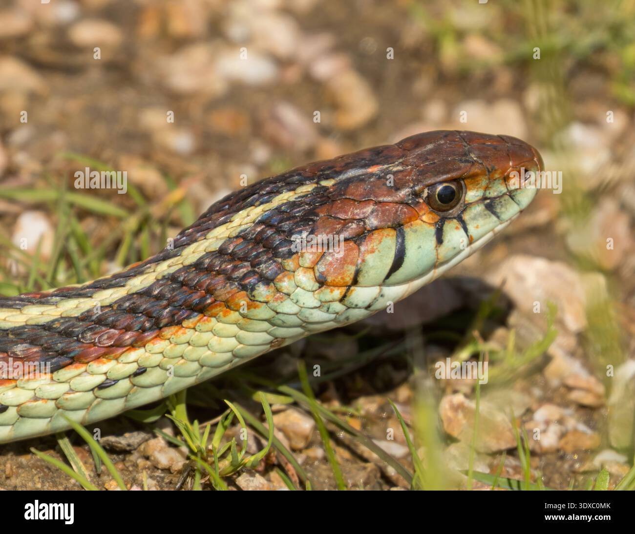 Una testa di serpente da giarrettiera rossa californiana adulta. Sunol Regional Wilderness, Alameda County, California. Foto Stock