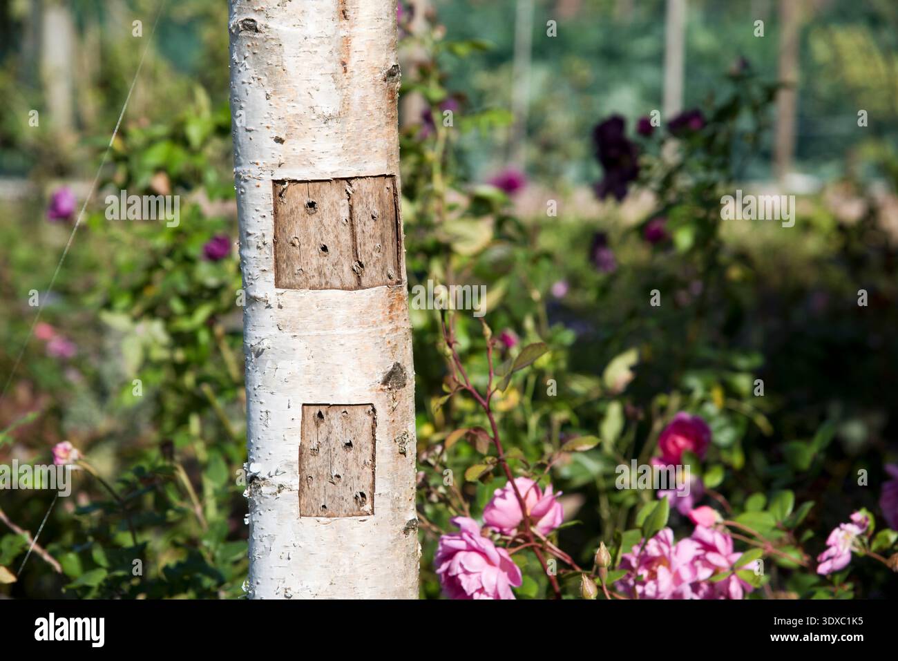 Insetto hotel per api solitarie Foto Stock