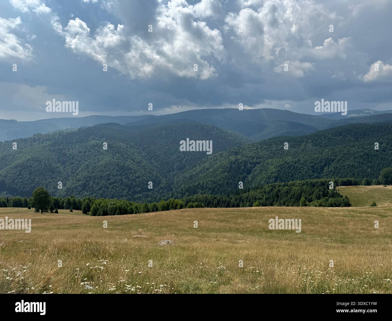 Vasto paesaggio montano caratterizzato da colline ondulate ricoperte da fitte foreste di conifere verdi sotto un cielo spettacolare e pieno di nuvole. Foto Stock