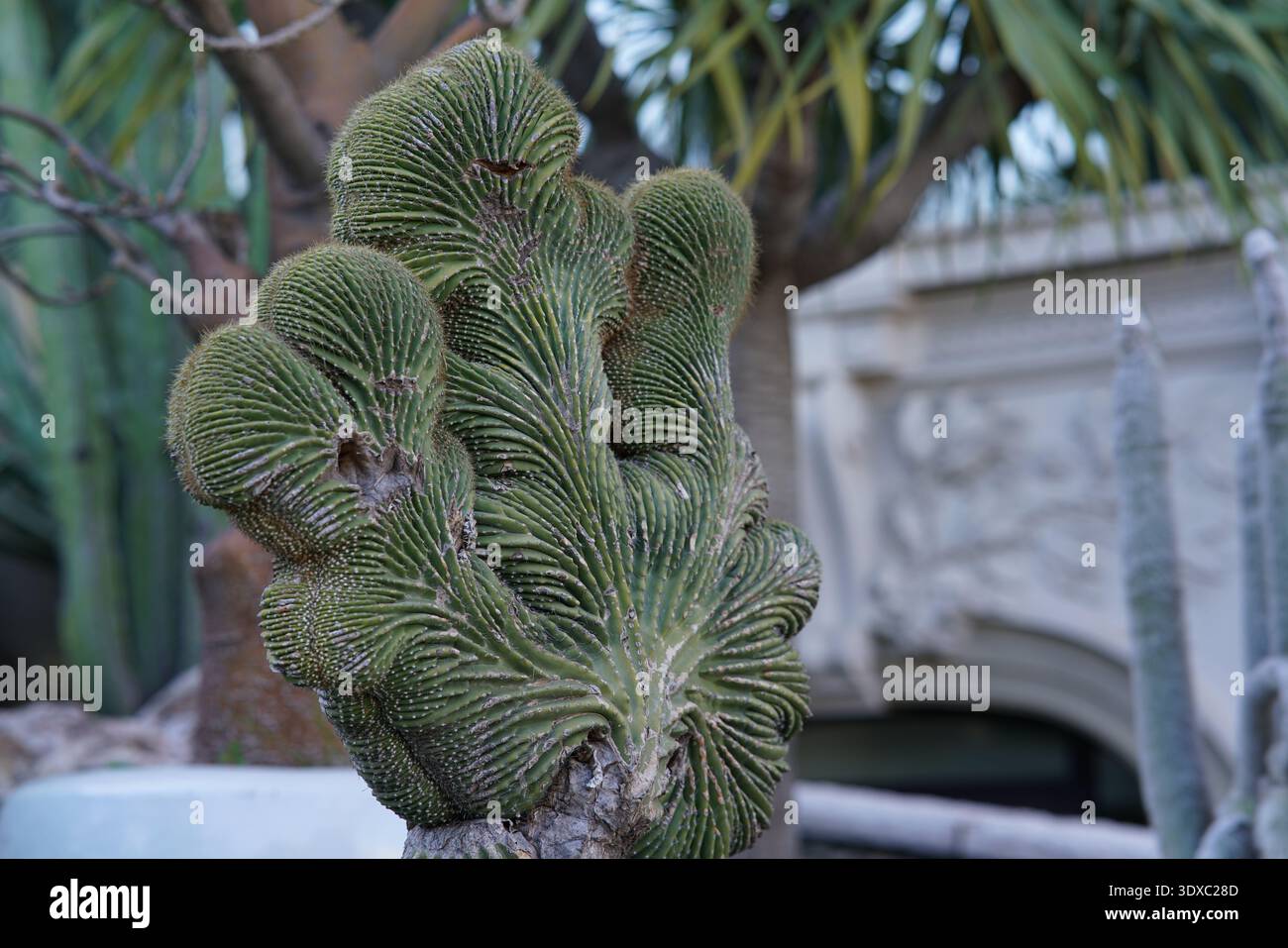 Euphorbia cristata crestata succulenta con lobi verdi ondulati simili al cervello in serra. Montecarlo, Monaco Foto Stock