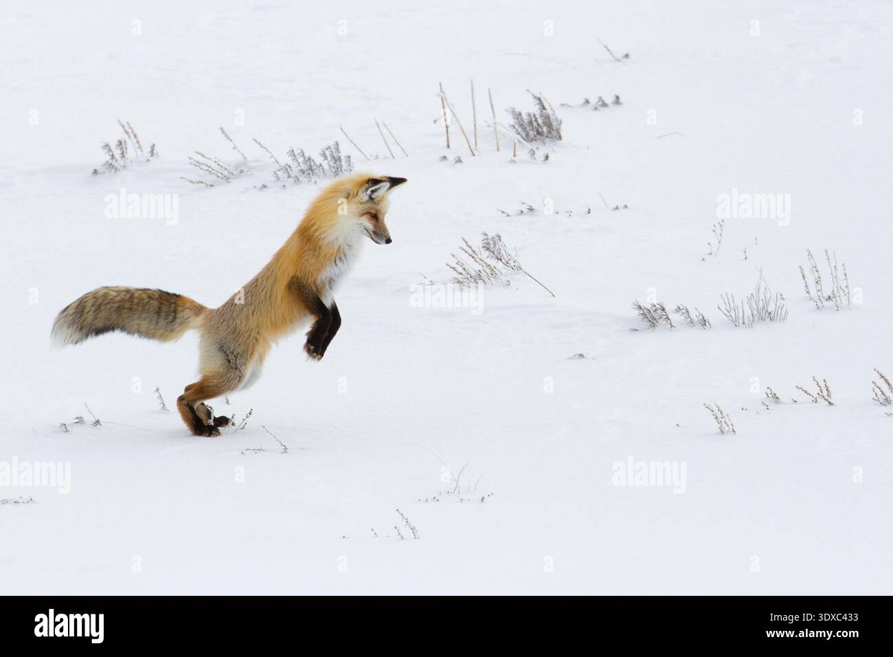 Le volpi rosse nella Hayden Valley, nel parco nazionale di Yellowstone, negli Stati Uniti, sono spesso osservate cacciare, in particolare in inverno, sfrecciando su prede come topi e volpi nascosti sotto la neve profonda. Questi, insieme ad altri avvistamenti, sono spesso fotografati dal personale NPS, come Neal Herbert, che ha catturato immagini iconiche del comportamento. La valle è un luogo privilegiato e accessibile per osservare questi cacciatori opportunisti. Crediti: NPS / Neal Herbert Foto Stock