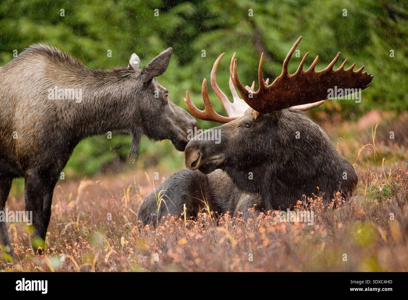Coppia di Alaska Moose, parco nazionale di Yelowstone, Stati Uniti. L'alce dell'Alaska (Alces alces gigas), noto anche come alce gigante, è la più grande sottospecie di alce del mondo e il più grande membro della famiglia dei cervi. L'alce dell'Alaska si trova in gran parte dell'Alaska e nello Yukon occidentale. Abitano principalmente foreste boreali, valli fluviali e aree recentemente bruciate dove il loro cibo preferito - salice, betulla e aspen - cresce in abbondanza Foto Stock