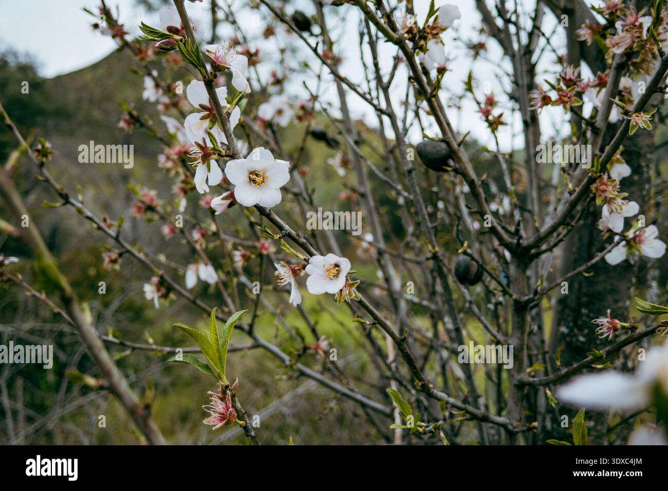 Fioriscono mandorle con morbidi centri rosa che fioriscono su un ramo d'albero in erba Foto Stock